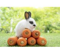 Over 3,000 carrots display a vibrant orange-red hue, crisp and succulent, ready for harvest in just 60 days.