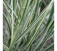 Overdam Feather Reed Grass Calamagrostis Acutiflora Outdoor Plant 2L Pot Plant Theory Green One Size