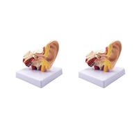 Owaefuqoir 2 Pcs 1.5X Human Ear Anatomy Model - Professional Desktop Inner Ear Structure Simulation Model for Education