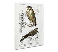 Owl & Bird Illustrations By Charles D' Orbigny Canvas Print | Gallery Wrapped 30mm Frame Wall Art | 24x16 inches | Ready to Hang | Retro Animals Picture | Living Room Bedroom Lounge Office