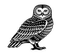 owl Silhouette with textu Feather Details Wall Decals 42x42cm Window Decals Black