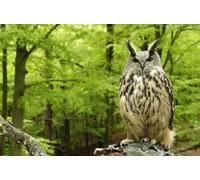 Owl (UHU) 3D Postcard / Lenticular Card with 3D Effect by Edition Colibri (10080)