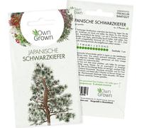 Own Grown Japanese Black Pine Seeds - 1 Pkg