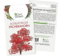 Own Grown Japanese Red Maple Seeds - 1 Pkg