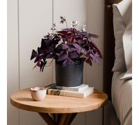 Oxalis House Plant in Capri Pot