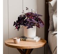 Oxalis House Plant in Capri Pot