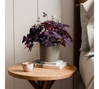 Oxalis House Plant in Capri Pot
