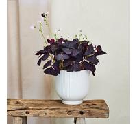 Oxalis House Plant in Ribbed Ceramic Pot