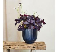 Oxalis House Plant in Ribbed Ceramic Pot