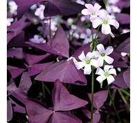 Oxalis plants ready for the garden. 'Purple Shamrock' 2L Plant. Suitable for indoors or outdoors. House plant.