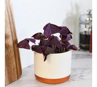 Oxalis Triangularis Purple 2 X 12Cm Pots - Brazilian Butterfly Plant Unusual Foliage & Flowers Rhs Award Winner Thompson & Morgan