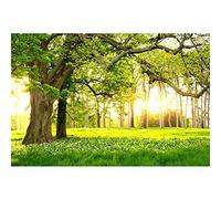 oxiang Photo Wallpaper 3D Effect Panoramic Mural Forest Nature Living Room Children Bedroom Home Decoration Wall Poster-Self-Adhesive Non-Woven_150x110cm-3 Part