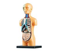Oxtxuzdm Human Torso Anatomy Model With Heart For Head Skull Skeleton For Kids Medical Education Display Assembly Human Anatomy For Kids