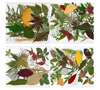 Oxxggkao 120 Real Pressed Leaves For Resin Art 4 Pack Dried Plant Specimens Crafting Materials Sustainable Home Decor Plant Preservations Set