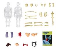 Oxxggkao Anatomy Exploration Set With Removable Organs And Bone For Children STEM Education Visual Learning Tool Ages 5+ Human Organs Skeleton Model Set
