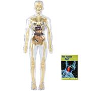 Oxxggkao Human Body Exploration Set with Detachable Organs Visual Anatomy Teaching Aid for Classroom & Home Learning Preschool Biology Teaching Tool