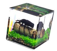 Oxxggkao Specimens MicroLandscape with Clear Acrylic Cube Biology Learning Figure for Gift and Educational Purposes Desktop Landscape