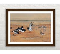Oyster Catchers Bird Framed Wall Art Picture Print - A3 - Walnut Frame