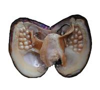 Oyster Pearls, POSHOPS Freshwater Cultured Big Oysters with Pearls Inside Pearl an Oysters Home Decoration Jewelry Making (5-7 mm, 20-25 Pearls in One Oyster)