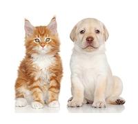 OZLHSP 1000 jigsaw puzzle Puppy Kittens Maine Coon Labrador Retriever Cat 75x50cm