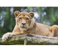 OZLHSP 1000 jigsaw puzzles for adults Lions Animals 75x50cm