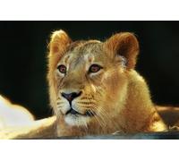 OZLHSP 1000 piece christmas jigsaw puzzles Lions Big Cats 75x50cm