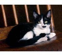 OZLHSP 1000 piece jigsaw Cats Animal 75x50cm