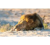 OZLHSP 1000 piece jigsaw Lions Animal 75x50cm