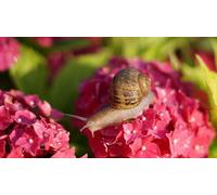 OZLHSP 1000 piece jigsaw puzzle Snails Animals 75x50cm