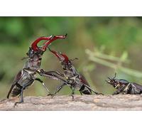 OZLHSP 1000 piece jigsaw puzzles Beetles Insects Animals 75x50cm