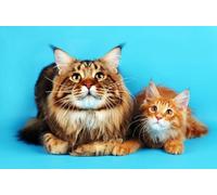 OZLHSP 1000 piece jigsaw puzzles christmas Cats Animals 75x50cm