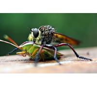 OZLHSP 1000 piece jigsaw puzzles christmas Flies Beetles Insects Animal 75x50cm