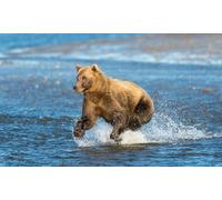 OZLHSP 1000 piece jigsaw puzzles christmas Grizzly Bear 75x50cm