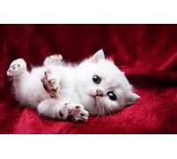 OZLHSP 1000 piece jigsaw puzzles christmas Kitten Cats Animal 75x50cm