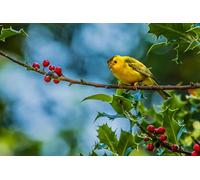 OZLHSP 1000 piece jigsaw puzzles christmas Reed Warbler Animals 75x50cm