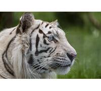 OZLHSP 1000 piece jigsaw puzzles for adults Tigers Big Cats Animal 75x50cm