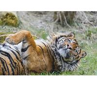 OZLHSP 1000 piece jigsaw puzzles for children Tiger Big Cats Animal 75x50cm