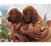 OZLHSP 1000 piece jigsaw puzzles Irish Setter Puppy Animals 75x50cm