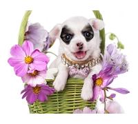 OZLHSP 1000 piece jigsaws Chihuahua Cosmos Animals 75x50cm