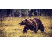 OZLHSP 1000 piece jigsaws Grizzly Bear Animals 75x50cm
