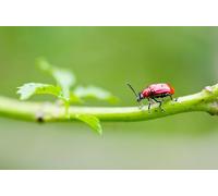 OZLHSP 1000 piece puzzle Beetles Insects Animals 75x50cm