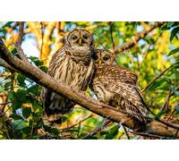 OZLHSP 1000 piece puzzles Barred Owl Owls Animals 75x50cm