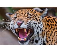 OZLHSP 1000 pieces for adults Jaguar Big Cats Animal 75x50cm