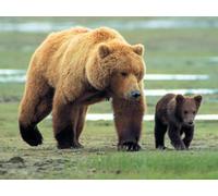 OZLHSP 1000 pieces jigsaw Brown Bears Animal 75x50cm