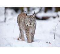 OZLHSP 1000 puzzle Lynxes Big Animals 75x50cm
