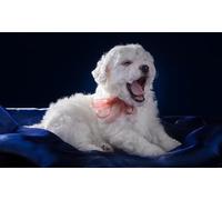 OZLHSP 1500 jigsaw puzzle Havanese Bichon Puppies Animal 87x57cm
