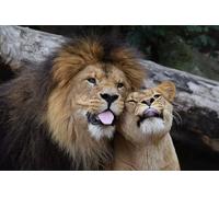OZLHSP 1500 jigsaw puzzle Lions Animals 87x57cm