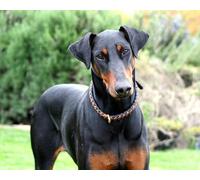 OZLHSP 1500 jigsaw puzzles for adults Doberman Animals 87x57cm