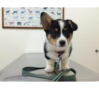 OZLHSP 1500 jigsaw puzzles for adults Welsh Corgi Puppies Animals 87x57cm