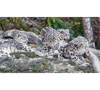 OZLHSP 1500 piece jigsaw puzzle Big Animals 87x57cm